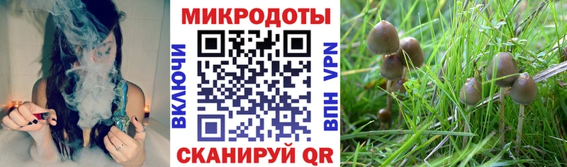 Купить  Зея  Псилоцибиновые грибы Psilocybine cubensis 